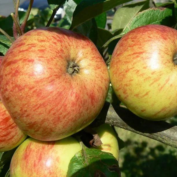 Browns Apple Trees (Malus domestica Browns) 1
